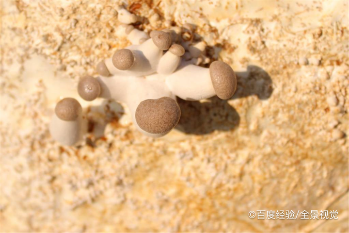 婴幼儿能吃杏鲍菇吗