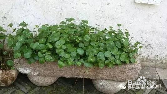 室外铜钱草怎么过冬