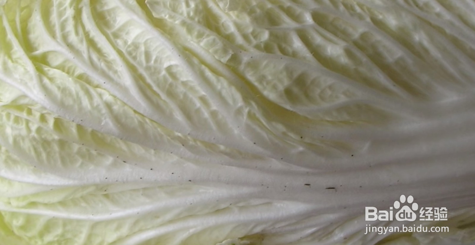 大白菜上有“黑点”还能吃吗?