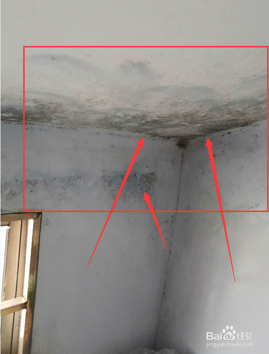 除霉剂真的能去除霉吗