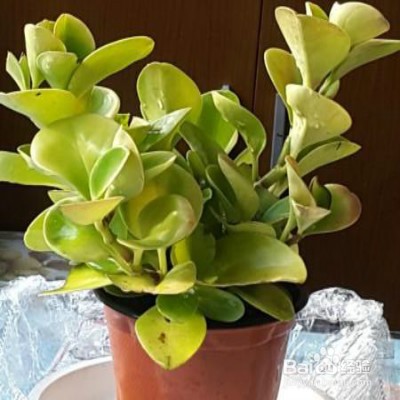 植物叶子发黄怎么办