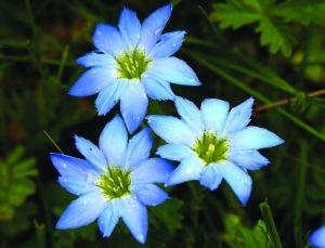 龙胆花盆栽怎么养