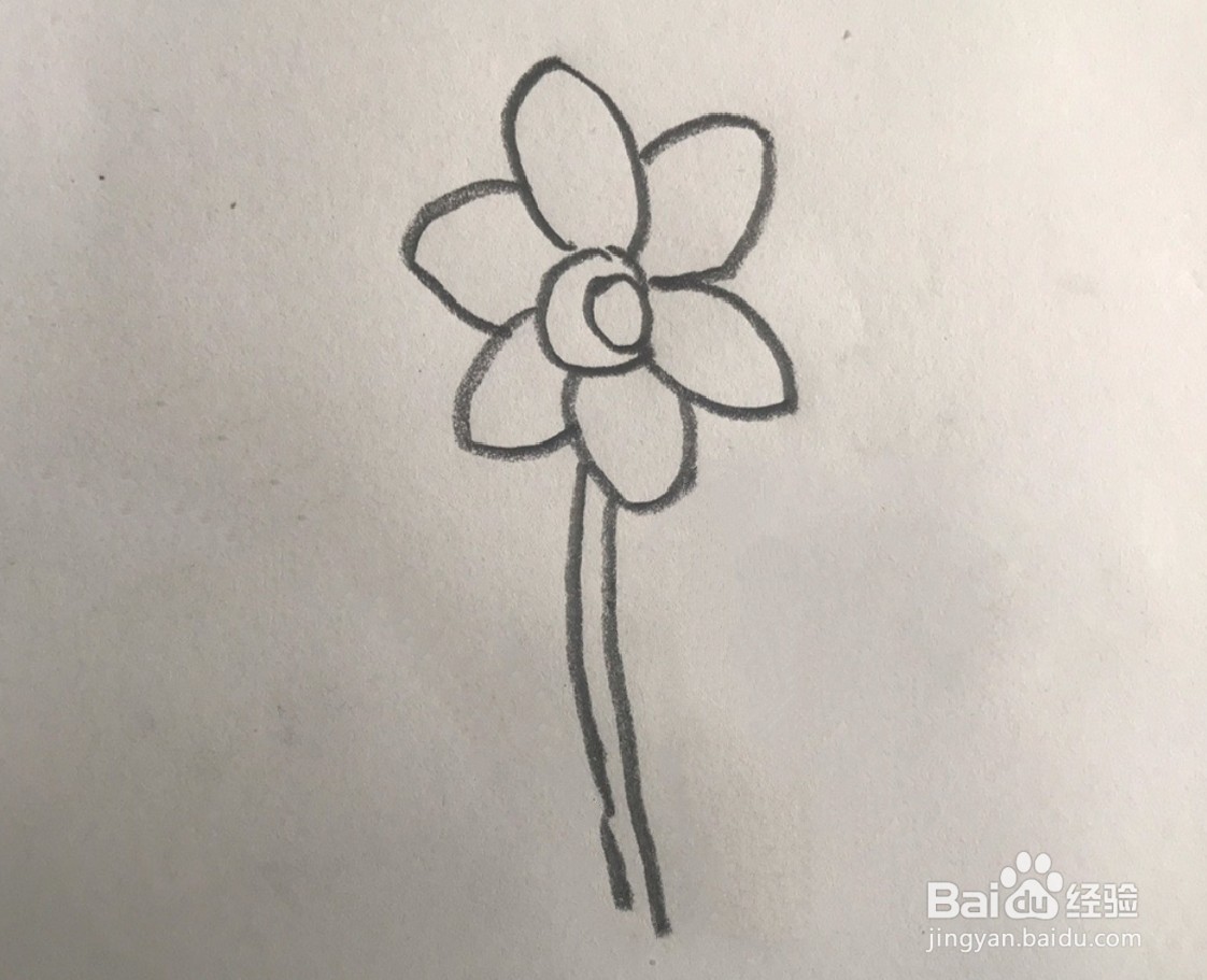 【简笔画】水仙花的分步画法