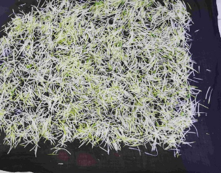 炝拌白萝卜丝