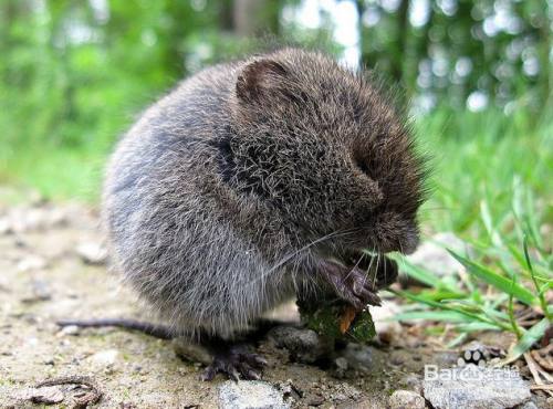 怎样消灭地里拱土田鼠