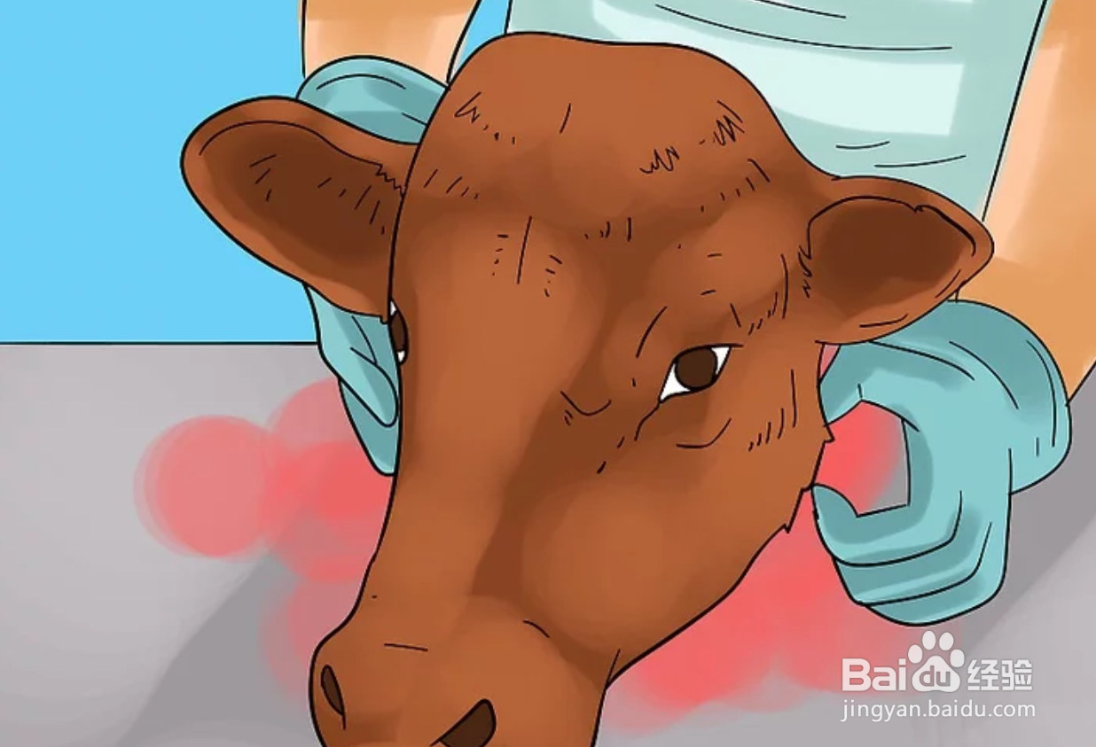 如何保存动物标本