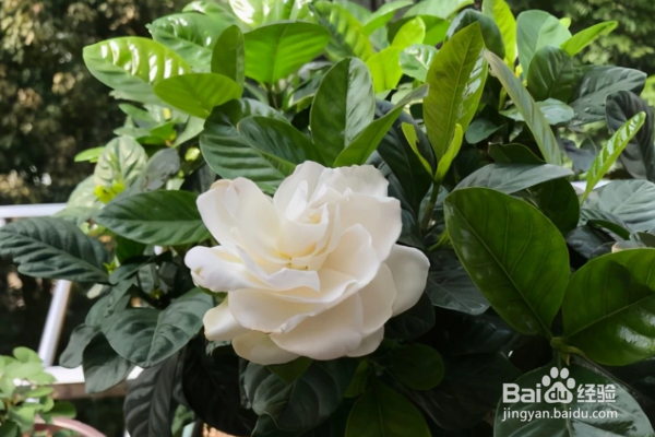 栀子花的养殖方法和注意事项?