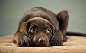 柯基动作的含义图解