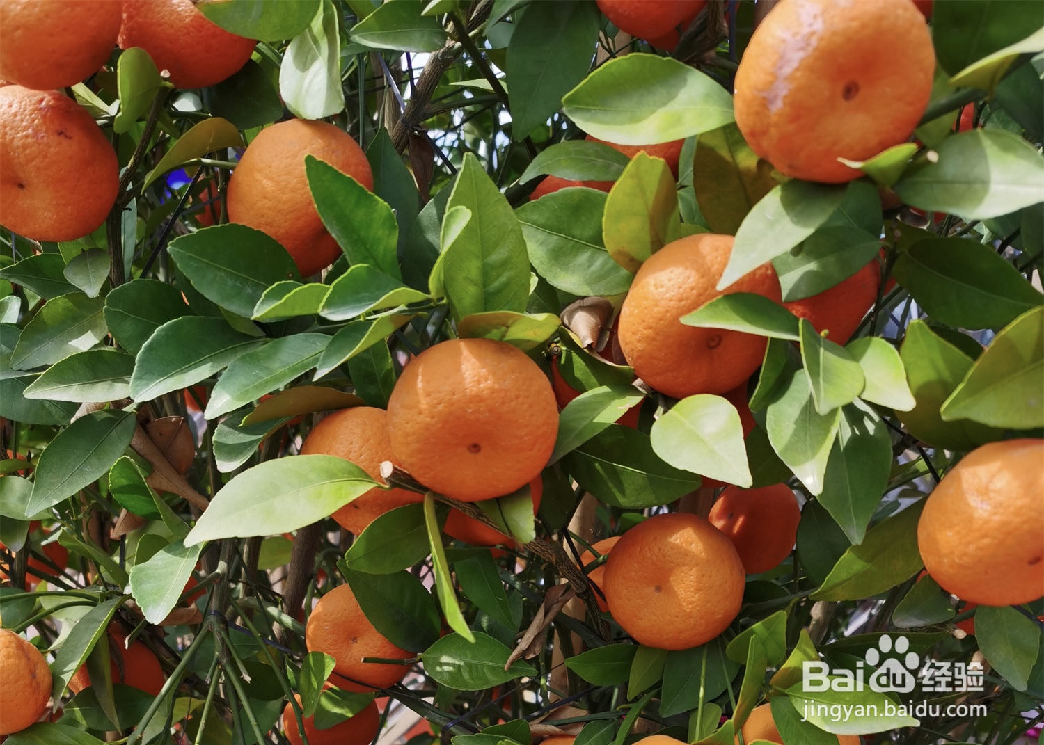 桔子树叶子发黄发干怎么办