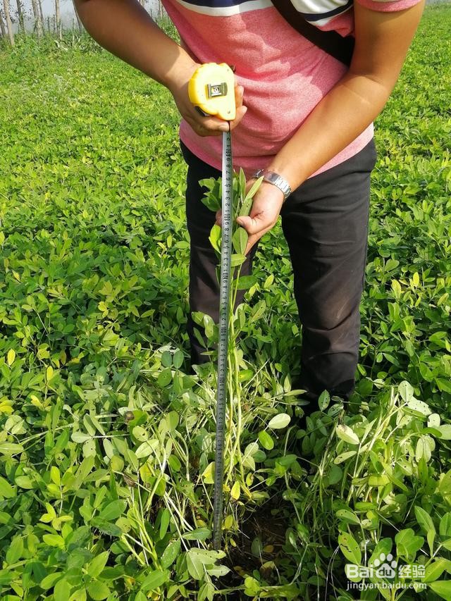 种植花生怎么管理