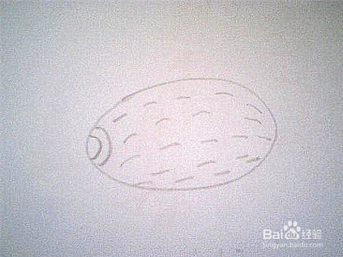 简笔画猕猴桃这样画