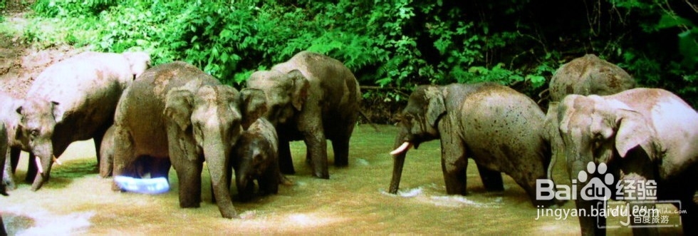 西双版纳旅游攻略