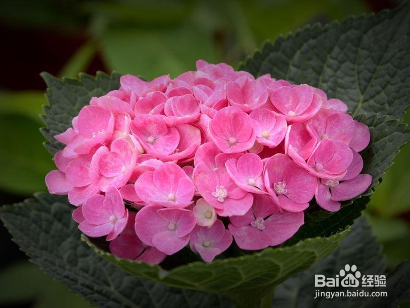 绣球花的养殖方法和注意事项