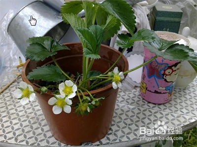 花盆草莓怎样在家养殖