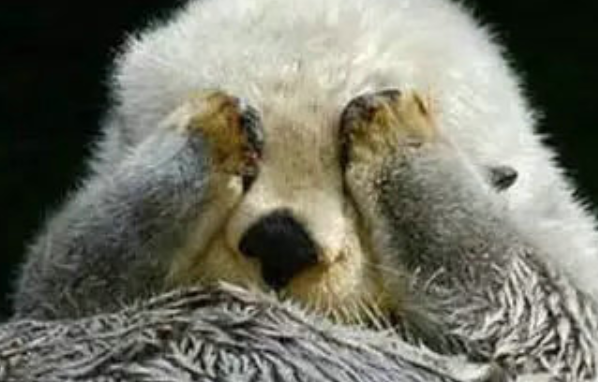 海獭可以当宠物吗