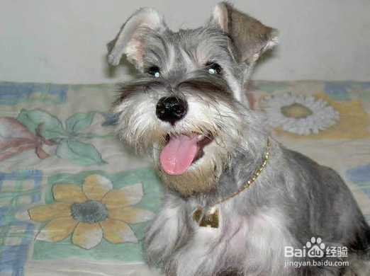 我们爱的狗狗图