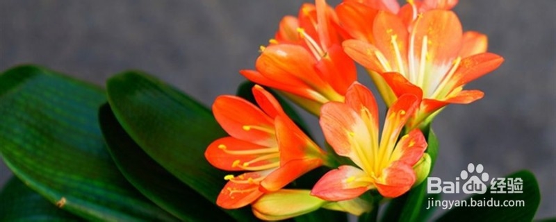 君子兰的日常养护