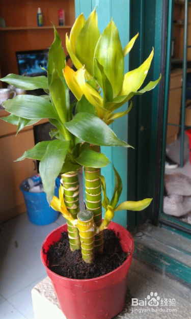 节节高叶子发黄怎么办