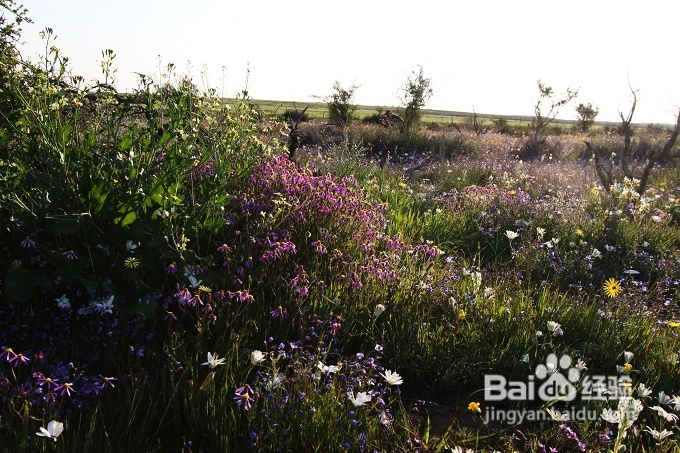 [转载]南非之旅3：纳玛夸兰（Namaqualand）花海