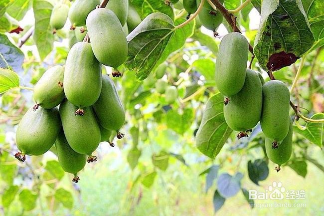 一年软枣如何修剪