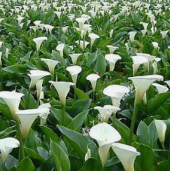 冬天怎么养护才能让彩色马蹄莲开花