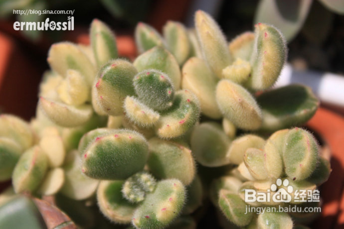 【多肉植物知识】多肉植物中的“缀化-锦-群生”