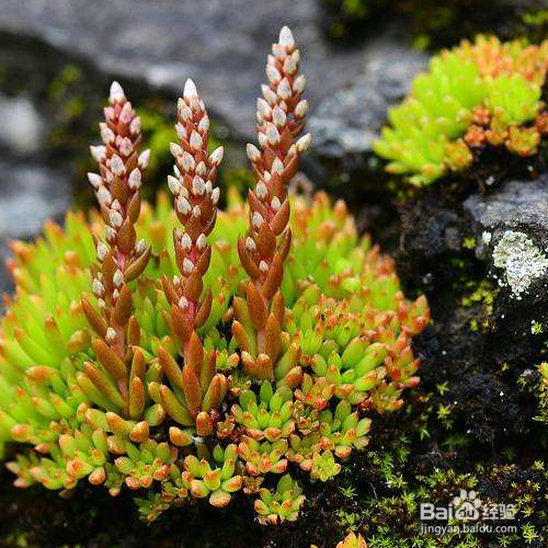 塔花瓦松的培育方法和注意事项