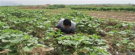 种向日葵要注意什么？