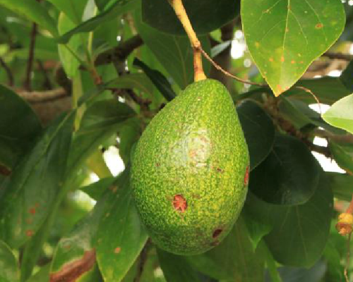 哪些水果里面含蛋白质高