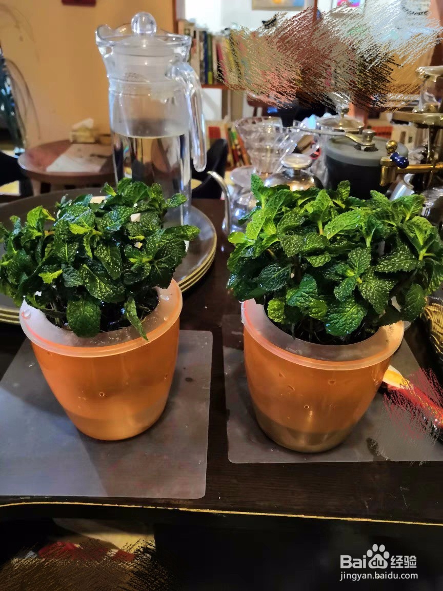 薄荷长红蜘蛛怎么处理