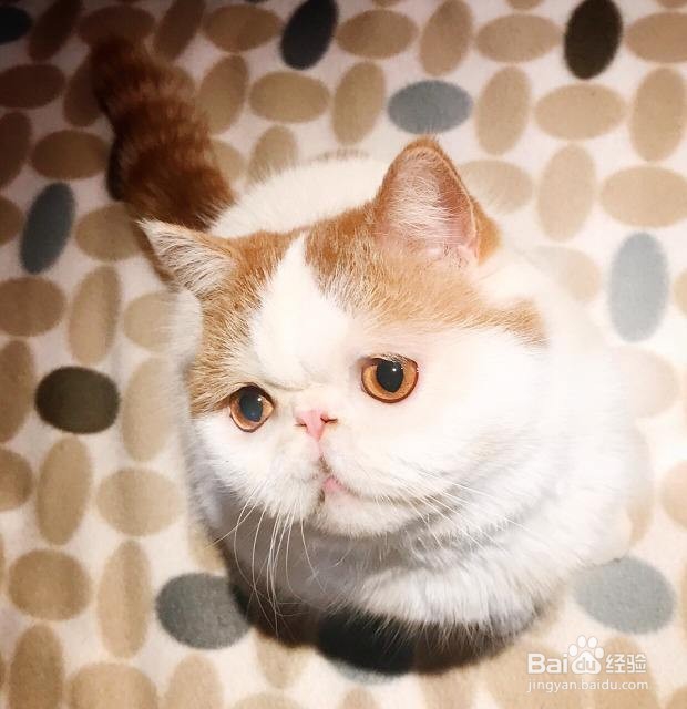 不要以毛取猫——浅谈猫咪的毛色