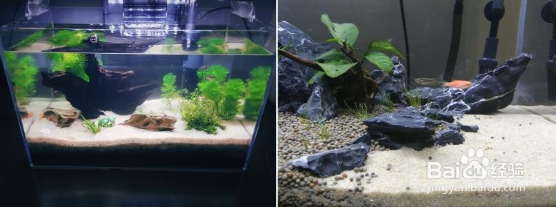 鱼缸多肉造景教程