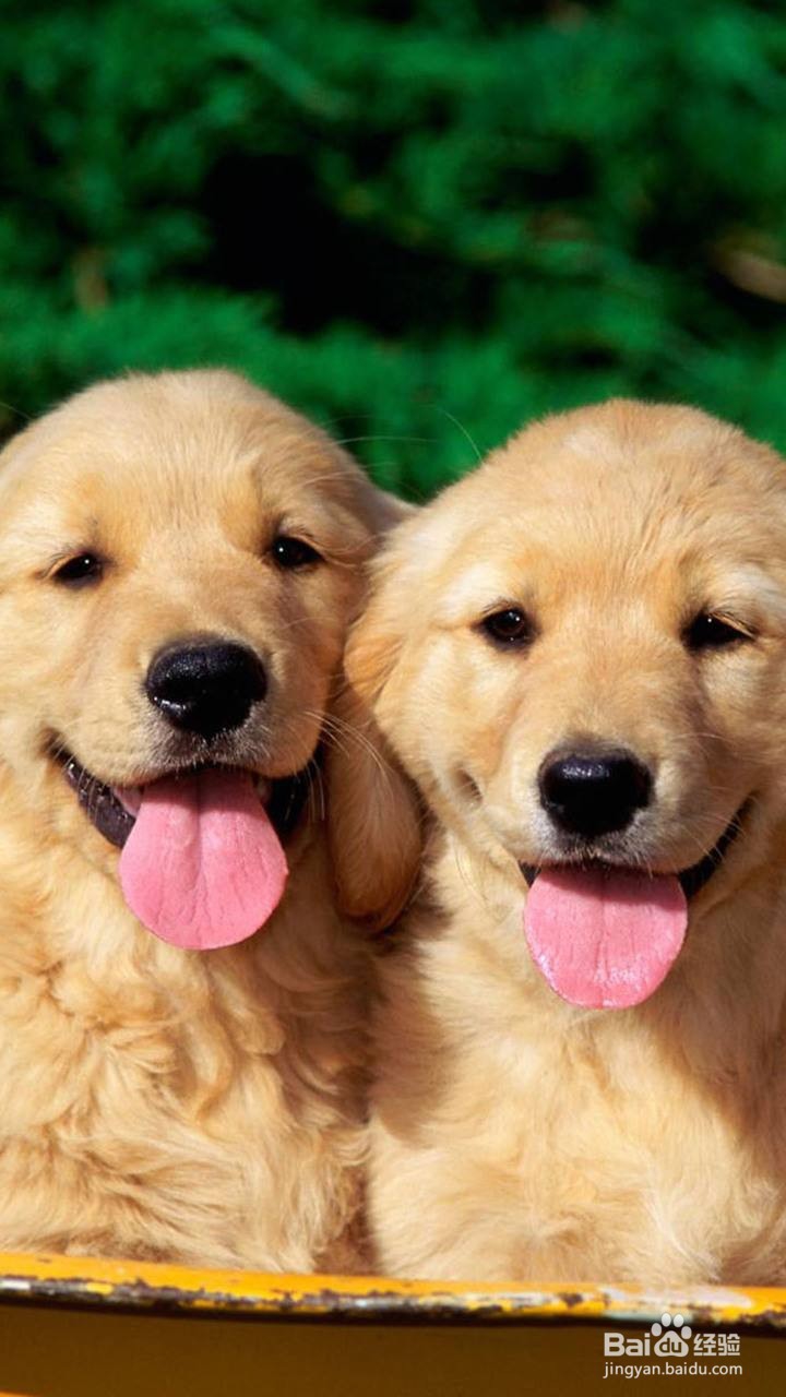 爱尔兰猎狼犬的养护知识