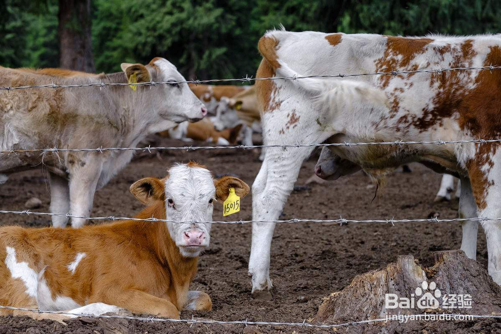 如何设计农房进行家庭养殖