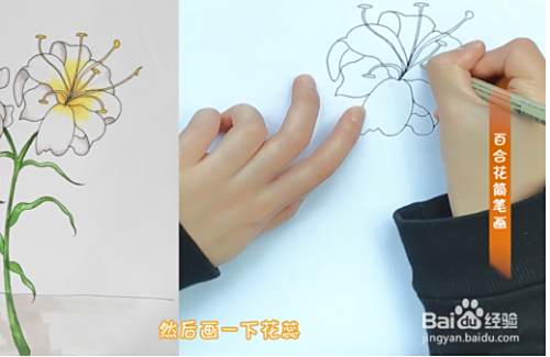 百合花简笔画步骤教程 百度经验