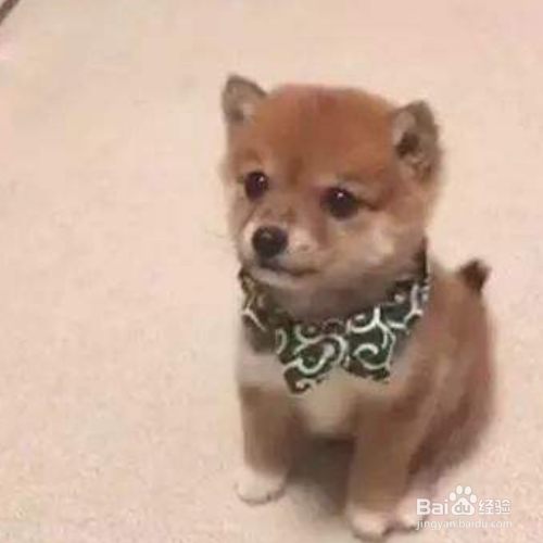 怎样训练狗狗“坐下”？