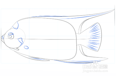 如何画女王神仙鱼