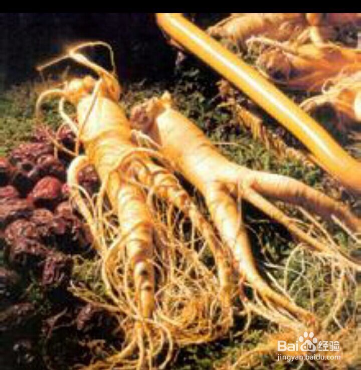 服用人参需要注意些什么呢？