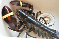 酥脆芝士焗龙虾的做法