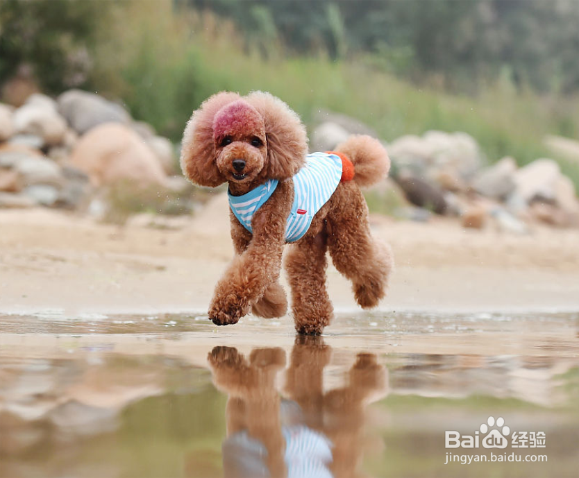 比熊狗毛毛变黄怎么办