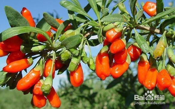 黑枸杞花青素含量在冻干花青素中为多少 百度经验