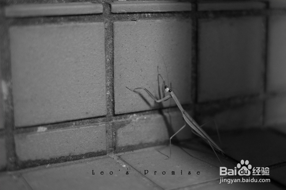 数字时代的相机选择:单反?微单?