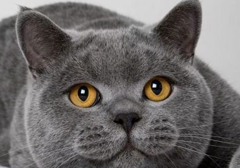 猫的品种