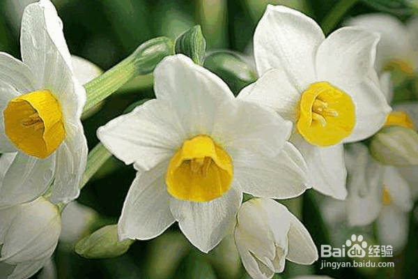 水仙花的种植方式及要点