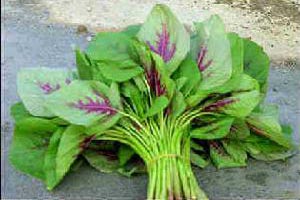 吃对野菜可治病