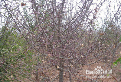 皂角树苗怎么培育