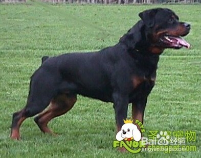 罗威纳犬价格是多少