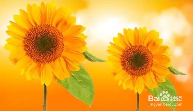 Photoshop新手们的抠图技巧