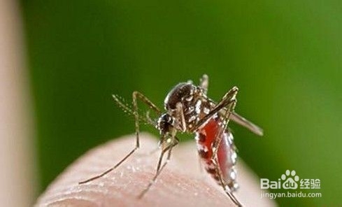 如何对付蚊子叮咬 吐唾沫还是热敷