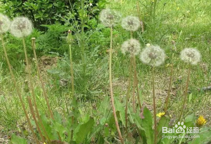 蒲公英作药,有清热解毒的作用吗